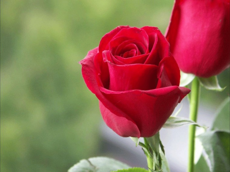 Flower Wallpaper Beautiful For