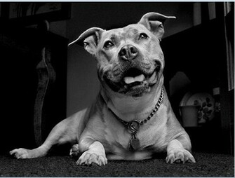 American Pit Bull Terrier Wallpaper HD Background Apps
