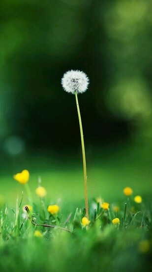 Autumn Dandelion Samsung Wallpaper Galaxy S5 S4