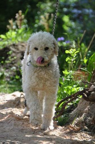 White Labradoodle Image