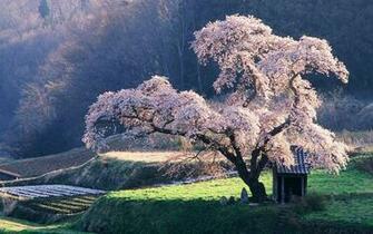 Japanese Scenery Wallpaper