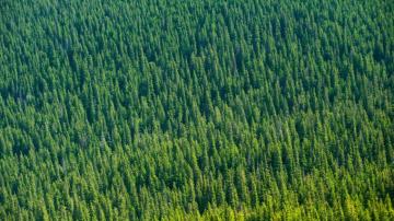 Wallpaper 4k Aerial Of Trees