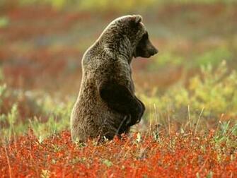 Bear Screensaver Screensavers Grizzly