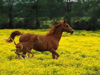 And Foal Louisville Kentucky Arabian Mare