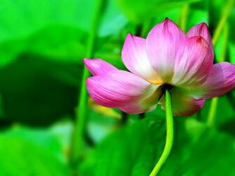 Lotus Flowers Wallpaper Beautiful Desktop