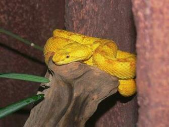 Viper Schlegel S Pit Eyelash Palm Pitviper Also Known As
