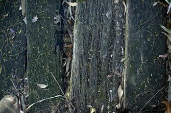 Of Old Slats Or Boards Rotten Wood With A Weathered Rough Surface