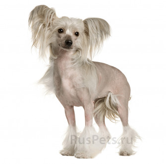Desktop Wallpaper Chinese Crested Dogs White Animals