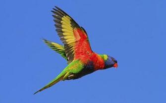 Rainbow Lorikeet HD Wallpaper Background Image