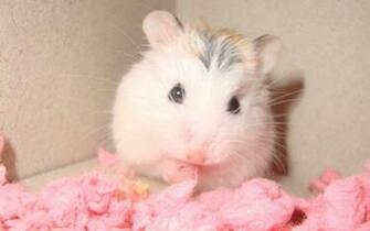 Cute Hamster Wallpaper