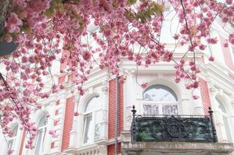City Paris Spring Cherry Flowers