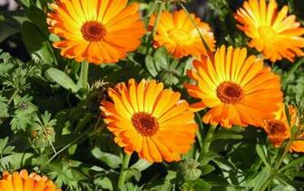 Sun Flowers Google Skins Sunbathing Background