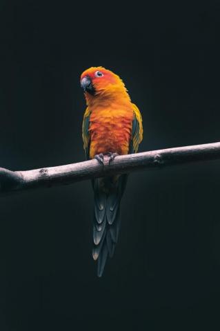 Bird Wallpaper HD Hq