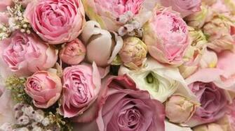 Peony HD Wallpaper Net
