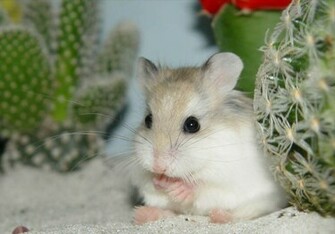 Funny Pet Hamster Computer Screen Saver Pc Desktop Wallpaper