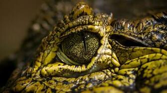 Nature Reptiles Eyes Crocodiles Reptile Wallpaper