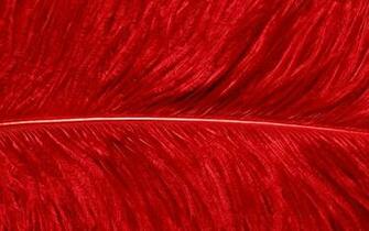 Close Photo Of Red Feather HD Wallpaper