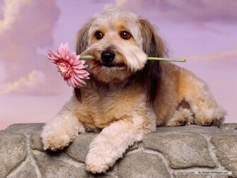 Toy Dog Wallpaper Dogs