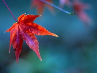 Red Fall Leaf Nature Wallpaper Image Featuring Flowers And Plants