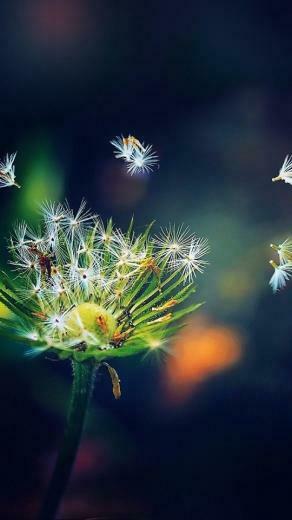 Flower HD Wallpaper To Set As Background Theme In