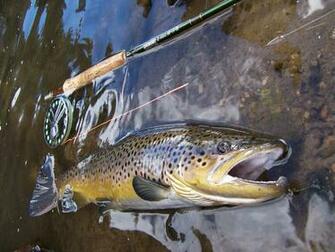 Perfect Day To End The Trout Season Une Journ E Parfaite Pour