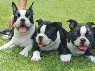 Boston Terrier Puppy Pictures