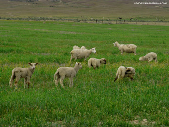 Lamb Wallpaper HD Image Picture