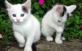 All Wallpaper Beautiful Cats HD