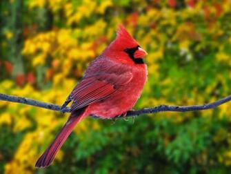 Hq Male Northern Cardinal Wallpaper