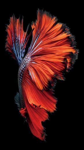 iPhone 6s Still Wallpaper Image