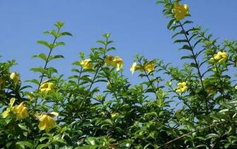 Widescreen Tropical Desktop Background Image