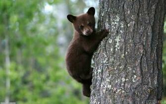 Small Brown Bear Wallpaper Open Walls