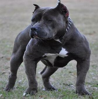Perros Pitbull Image Crazy Gallery