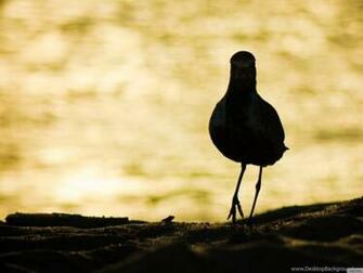I Am Back HD Desktop Wallpaper High Definition Fullscreen