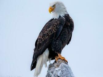 Bald Eagle HD Wallpaper Pictures Image Background Photos