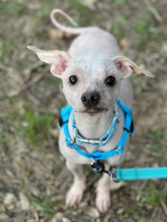 Dog For Adoption Max A Chinese Crested Mix In Atlanta Ga