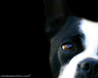 Black And White Dog Wallpaper