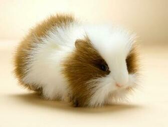 Guinea Pig Wallpaper HD Cute Pet