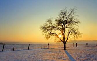 Wallpaper Tree Winter Sun Snow Fence Desktop Nature