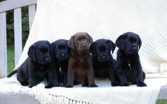 Labrador Retriever Computer Wallpaper Desktop