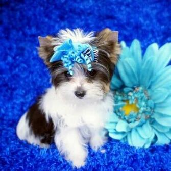 HD Wallpaper Teacup Yorkie Puppies X Kb Jpeg