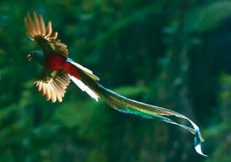 Quetzal Photo