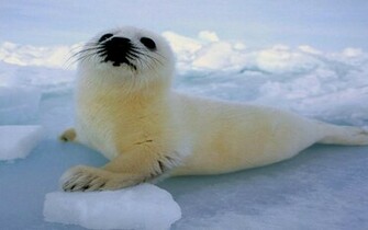 Baby Seal Wallpaper