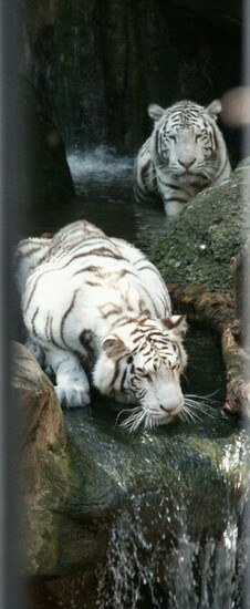 White Bengal Tiger Pictures HD Wallpaper