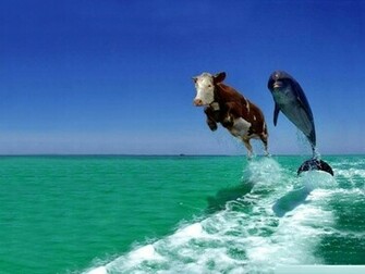 Funny Desktop Background Background