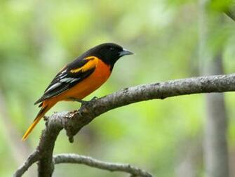 Baltimore Oriole