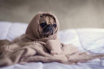 National Napping Day Dog Cocoon