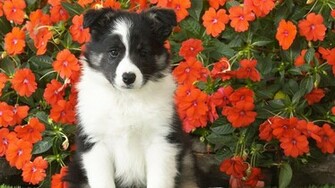 Shetland Sheepdog Puppy Widescreen Wallpaper