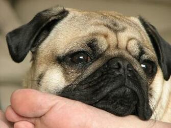 HD Animals Wallpaper Top Small Dog Breeds In America