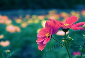 Cute Flower Wallpaper